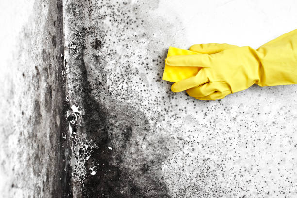 Best Fast Mold Removal  in Corry, PA