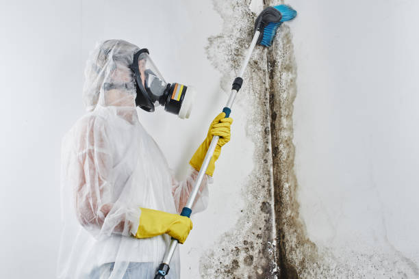 Best Best Mold Removal Companies  in Corry, PA