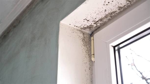 Best Local Mold Removal Service  in Corry, PA
