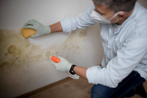 Best Black Mold Removal  in Corry, PA