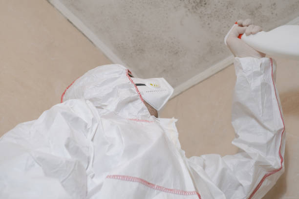 Best Attic Mold Removal  in Corry, PA