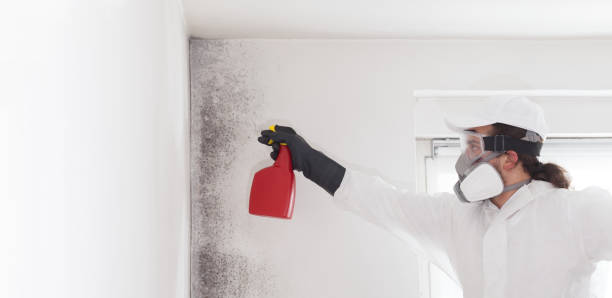 Trusted Corry, PA Mold Removal Experts