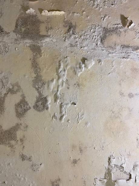 Best Mold Removal and Inspection  in Corry, PA