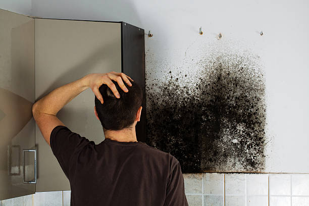 Best Mold Testing  in Corry, PA