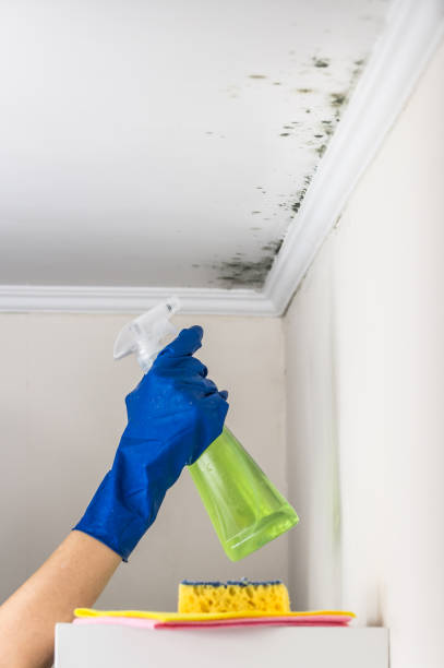 Best Affordable Mold Removal  in Corry, PA